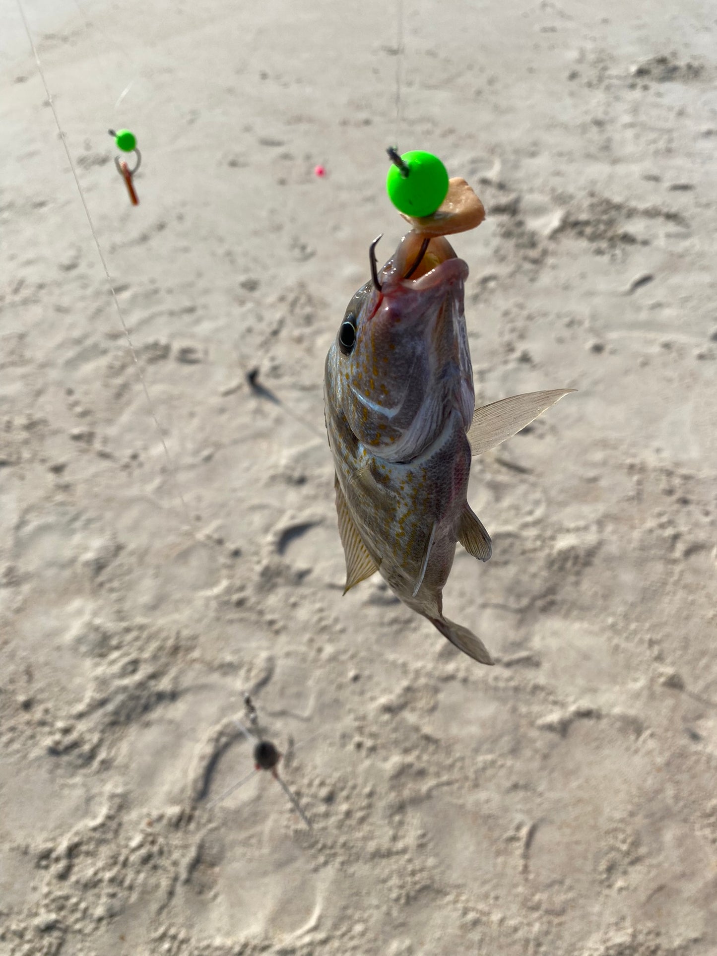 Fishin' Girl Exclusive Float Rigs SAMPLE PACK!
